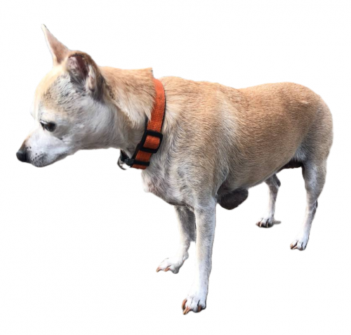 lola_gespiegelt_hintergrund_weg.thumb.png.a546e646f40edfa5e9c10179070d90f8.png