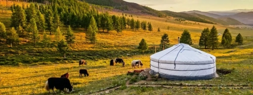 mongolia-books-1024x386.jpg.webp