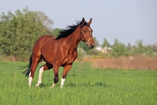 depositphotos_54322937-stock-photo-beautiful-pinto-horse.jpg