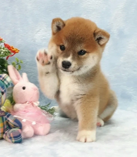 28B14455-6823-4651-A279-D713271A3A8E.webp
