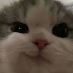 DexterPog
