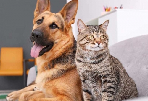 902798742_Can-cats-and-dogs-get-coronavirus_resized.thumb.jpg.e654e42c64e990b8fed6c07538918493(1).jpg.2c6fa4f06d6859d385d735d648b2c99e.jpg