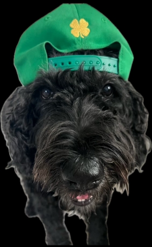 st pattys green bambam.jpg
