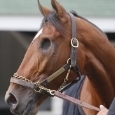 caballotuerto