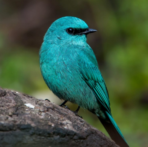 cyan.png