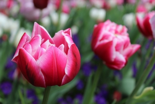 flower-2984757_640.thumb.jpg.3930f854cc70b6653e6034075df668db.jpg
