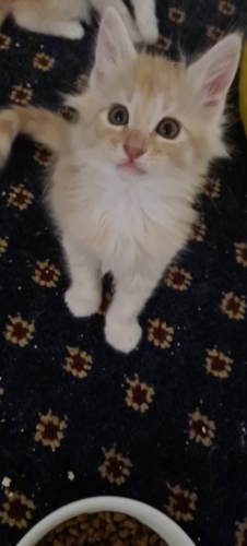 image-17-04-2021_00-38-30-98.jpg