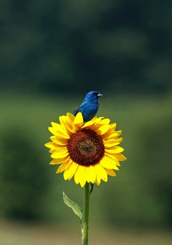 indigo-bunting-8421203_1280.webp