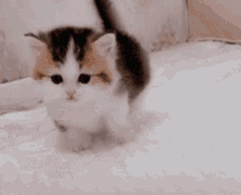 kitten-falls-kitten-stumbling.gif.c2dfd6b4bb0f85263d312d635f771153.gif