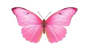 pink.jpeg.7090120f47930b777dd0934c721633b1.jpeg