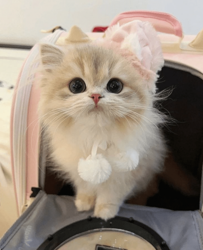 bag-12.png