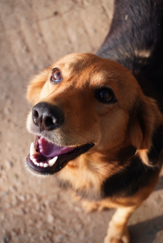 doggo.thumb.jpeg.6e7c4b402d21a9b42cdd3b0a1e0bc65c.jpeg