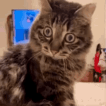 insane-crazy.gif.99998a7b7fb62c2b2eaffe0c9c6280ab.gif