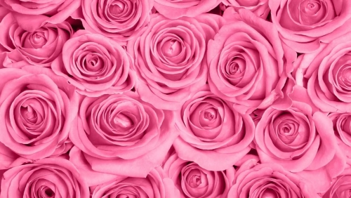 pink.thumb.webp.cc7488e562511ccecd67577e1ef6aea2.webp