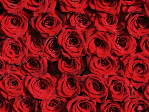 red-roses-1.jpg