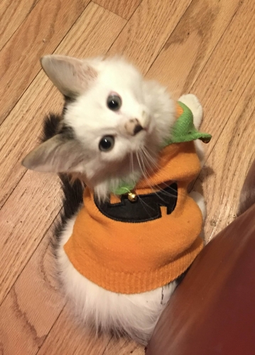 503750500_biddypumpkinoutfit.thumb.jpg.f33fac387b606d6e47622a921f59d1dc.jpg