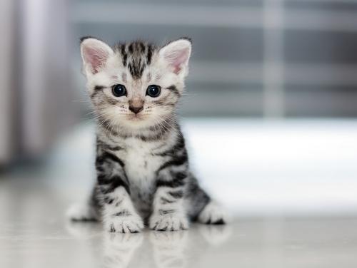 Cat.jpeg