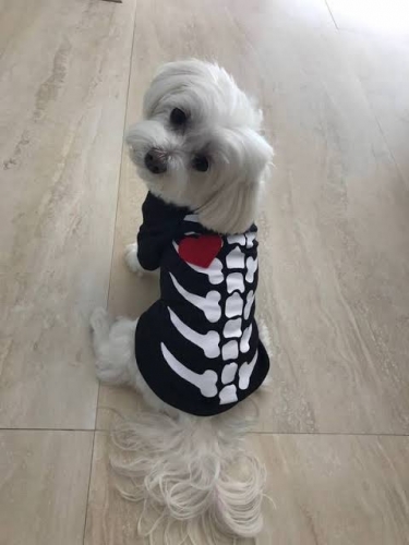 benji.jpg