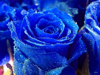 image.png.ba0b338da87ca8f297d45411b3512051.png