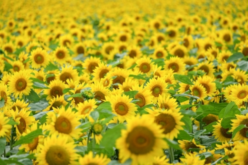 image.thumb.png.d2c6f783e82fff79f2addc0830e22bea.png