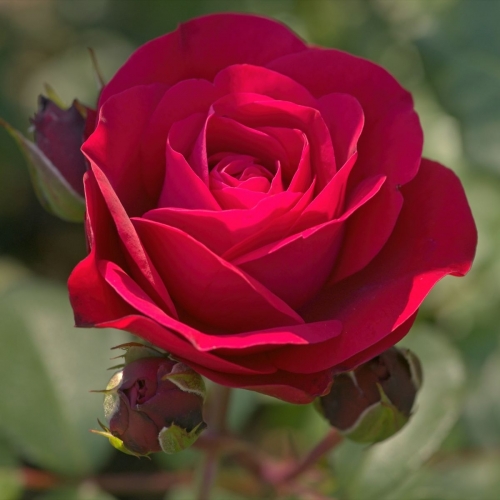 2787-1-Rouge-Meilove-v4.jpg