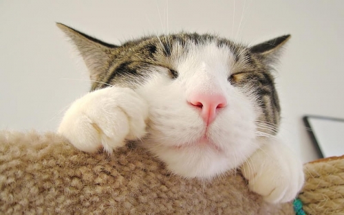 HD-wallpaper-cute-little-face-cat-face-cat-kitten-tender-sweet.jpg