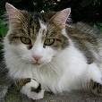 Plinkii