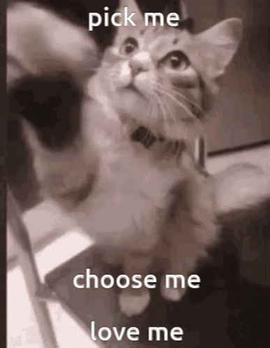 MinimCatsGIF.gif.60e0992cd6ea764ced6692f35989d9e9.gif