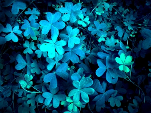 clover_blue_by_hirolu.jpg