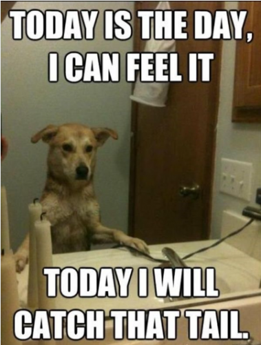image.thumb.png.38a1f171c0ff36591426329e5594752c.png
