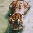 devanshu