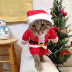 IMG_4784.gif.4e70244f0fe38b2b8a7f8f0f847babbb.gif