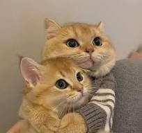 cat.jpg.6a749aaffd9657df57f0de38f1a89b74.jpg