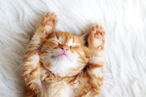 800px-Redhead_Cat_(Рыжий_Кот).jpg