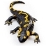 salamandra79