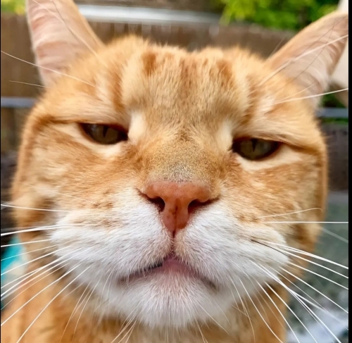 Screenshot_20241108_222628_TikTok.jpg