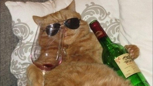 badcat.jpg