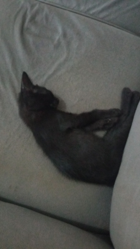IMG-20250202-WA0060.jpeg