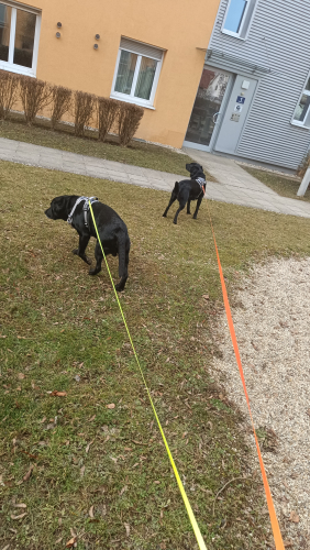 IMG-20250211-WA0005.jpeg