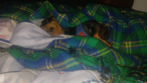 IMG-20250218-WA0018.jpeg