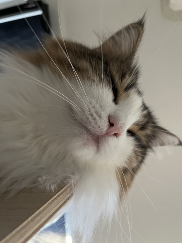 IMG_7719.jpeg