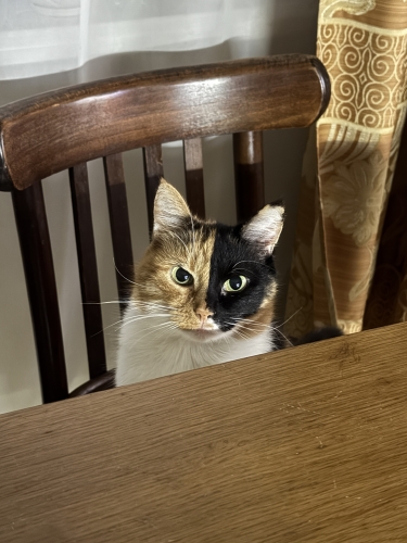 IMG_9577.jpeg