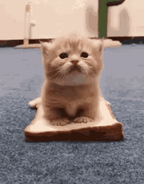 RDT_20250205_1718312227990955789425088.gif