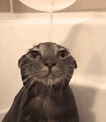 Saaaji.gif.1211109d166d6d8f47b7ad00301253f0.gif