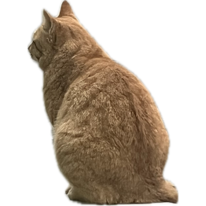 image.png.67b50fe1e26b44baa0a36998c4ee1a6d.png