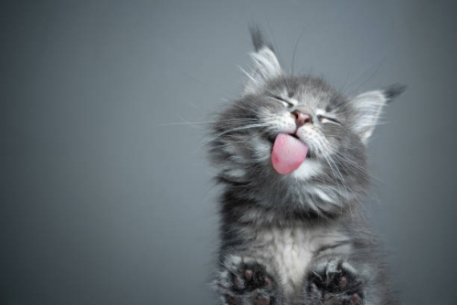 istockphoto-1293763250-612x612.jpg