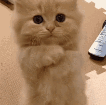 kitty-cute.gif.9f110a8ca380e5d9fd55d73f6203cb54.gif