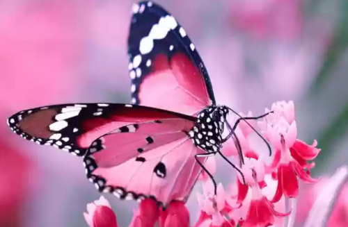 pink.png