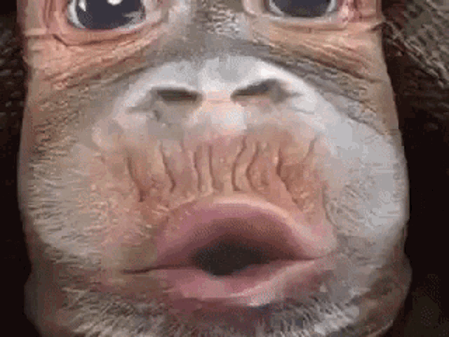stopmonkeyingaround.thumb.gif.b4d9a388bb26dd3840190adb8b1e9dc3.gif