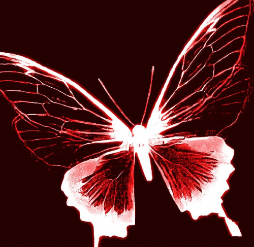 butterflycrimson.jpg